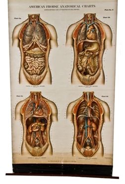 intact early 20th century vintage medical anatomical poster depicting internal organs of chest & abdomen