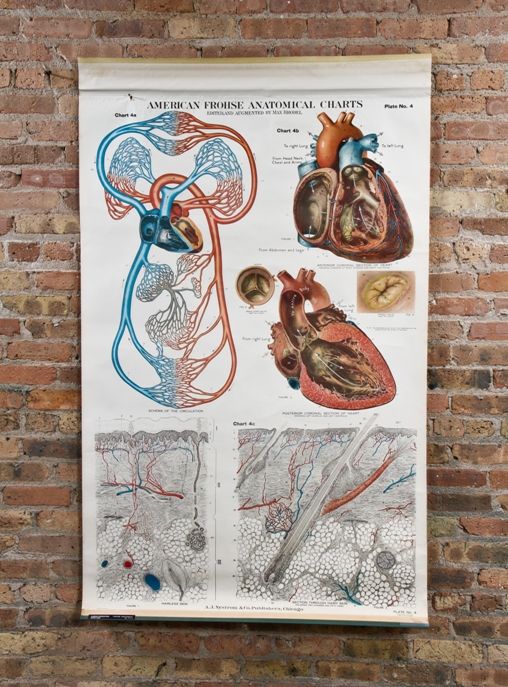 c. 1940's vintage american medical drop-down "heart circulation & skin" anatomical chart or poster