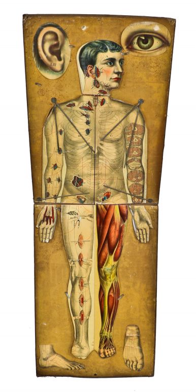 rare and highly sought after antique american medical 1890-1910 traveling lifesize fold-out "manikin" display with brightly colored hinged lithographed plates