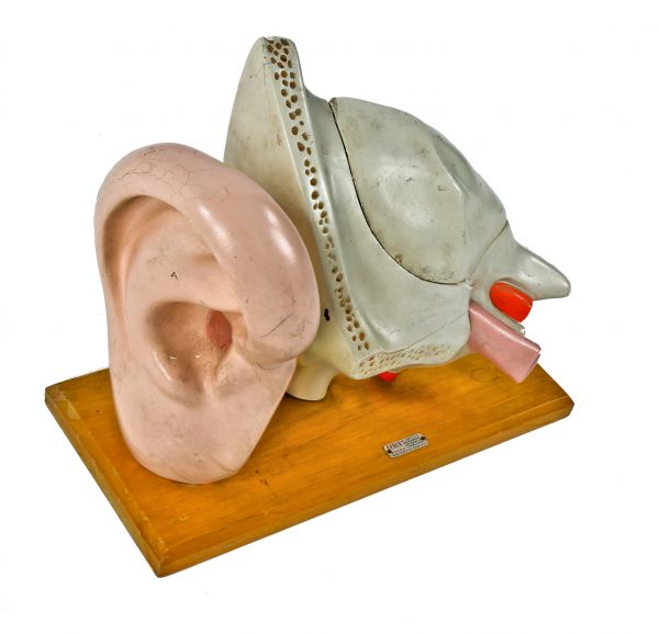 american depression era original chicago public school antique medical hand-painted cast plaster freestanding human ear anatomical model with original wood base