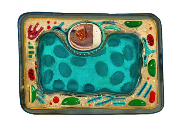 unusual 1960s vintage american medical chicago public school classroom cell  biology or animal cell model