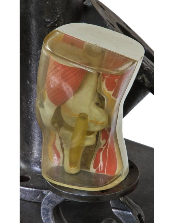 c. early 1960's american  vintage medical human muscled knee joint patient education anatomical model with outer shell molded in clear plastic